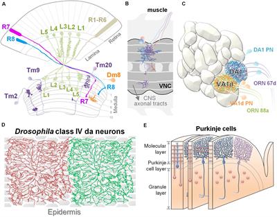 Extrinsic Factors Regulating Dendritic Patterning